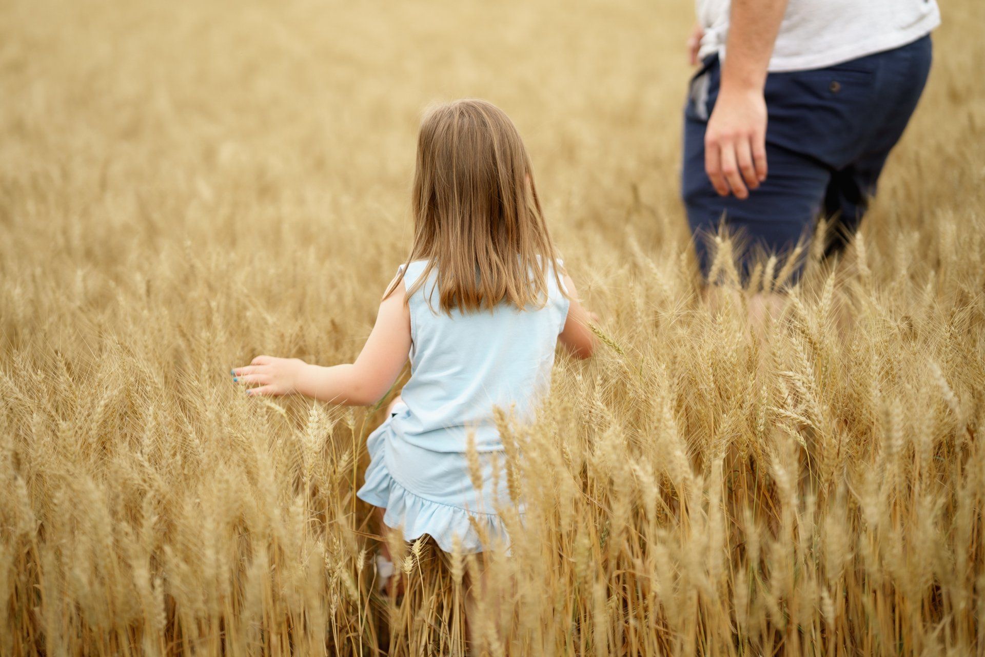 A man and a little girl are walking through a field of wheat.