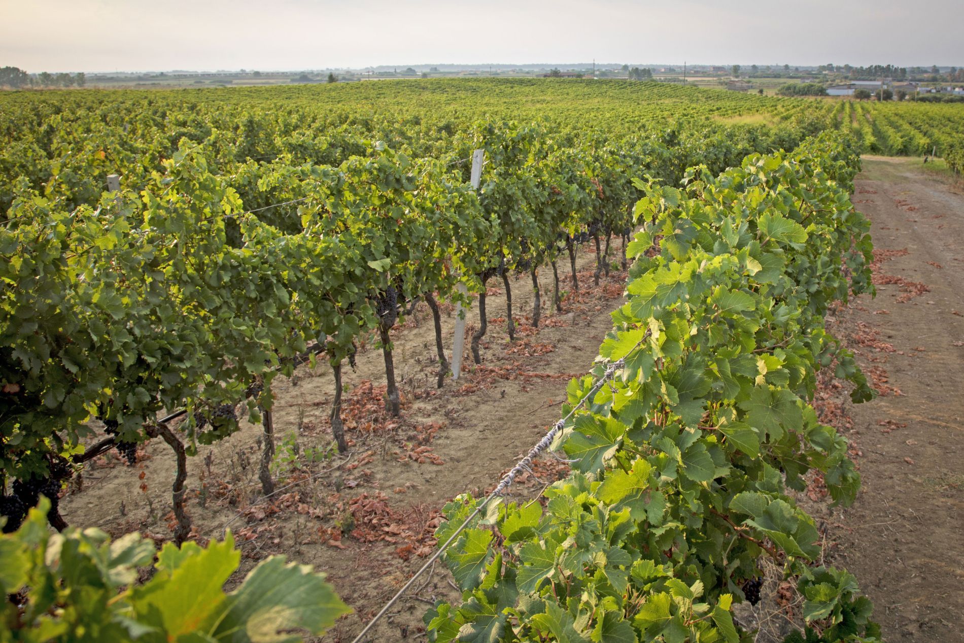 Vigneto verde