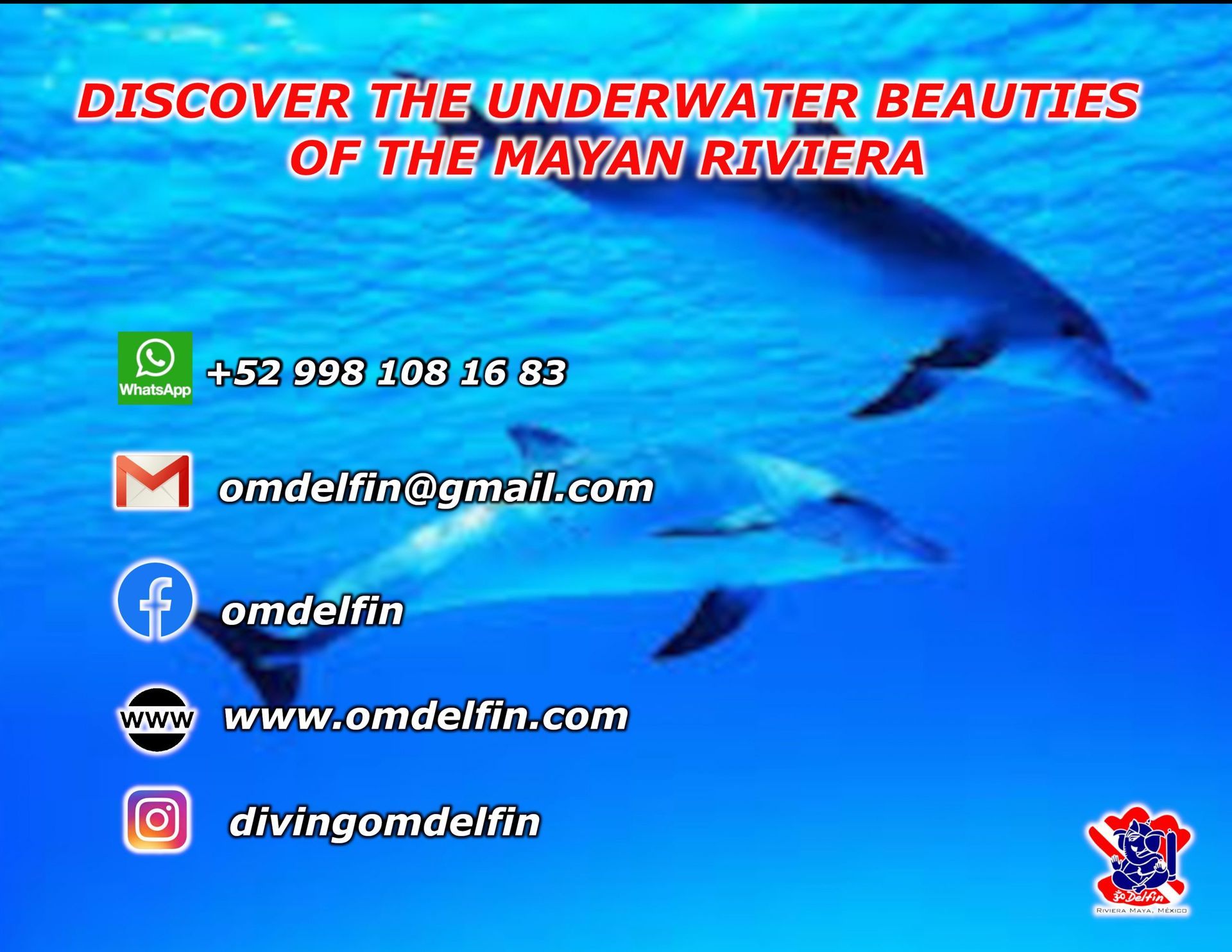 Advertisement for diving tours in the Mayan Riviera featuring two dolphins, contact info, and website.