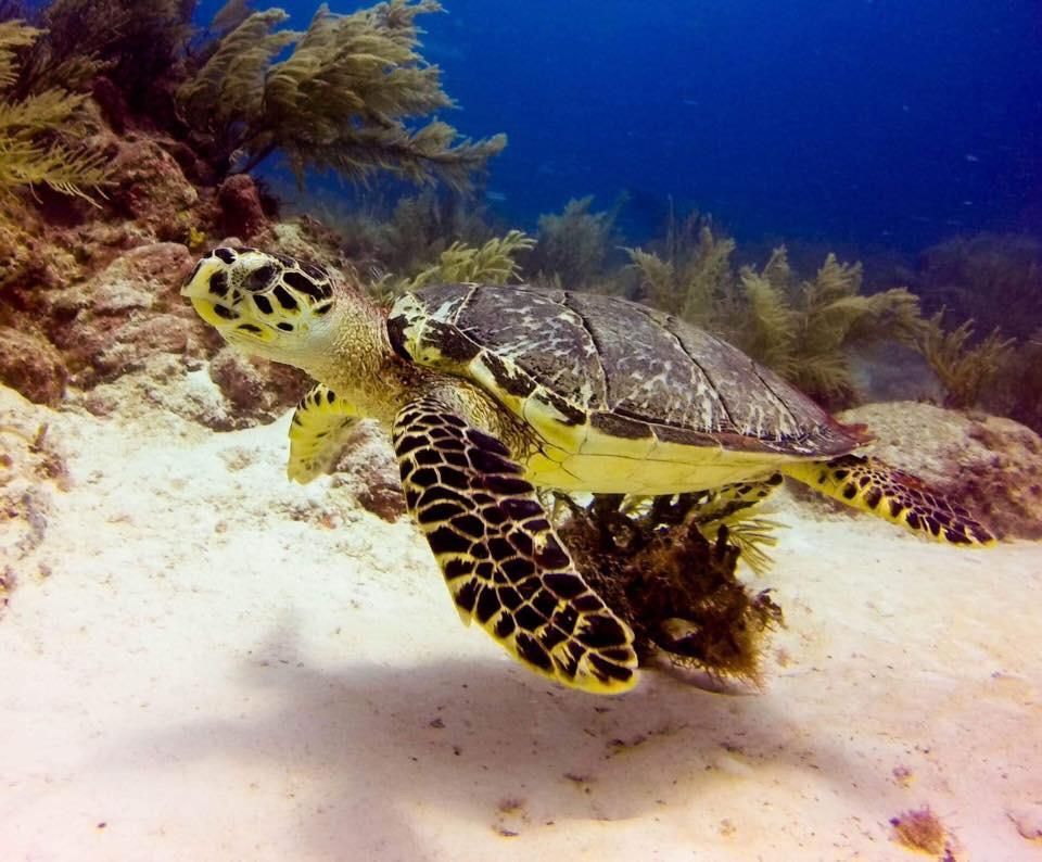 Sea turtle swimming above a sandy ocean floor, with corals and blue water in background.