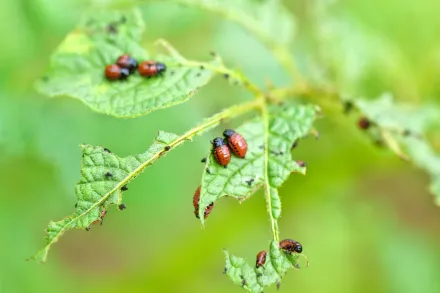 Brown and black Colorado potato beetles on a potato plant leaf, leaf has bite marks.