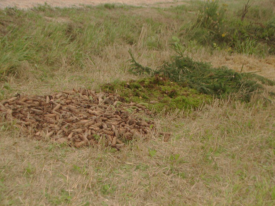 Jaunųjų piligrimų žygis