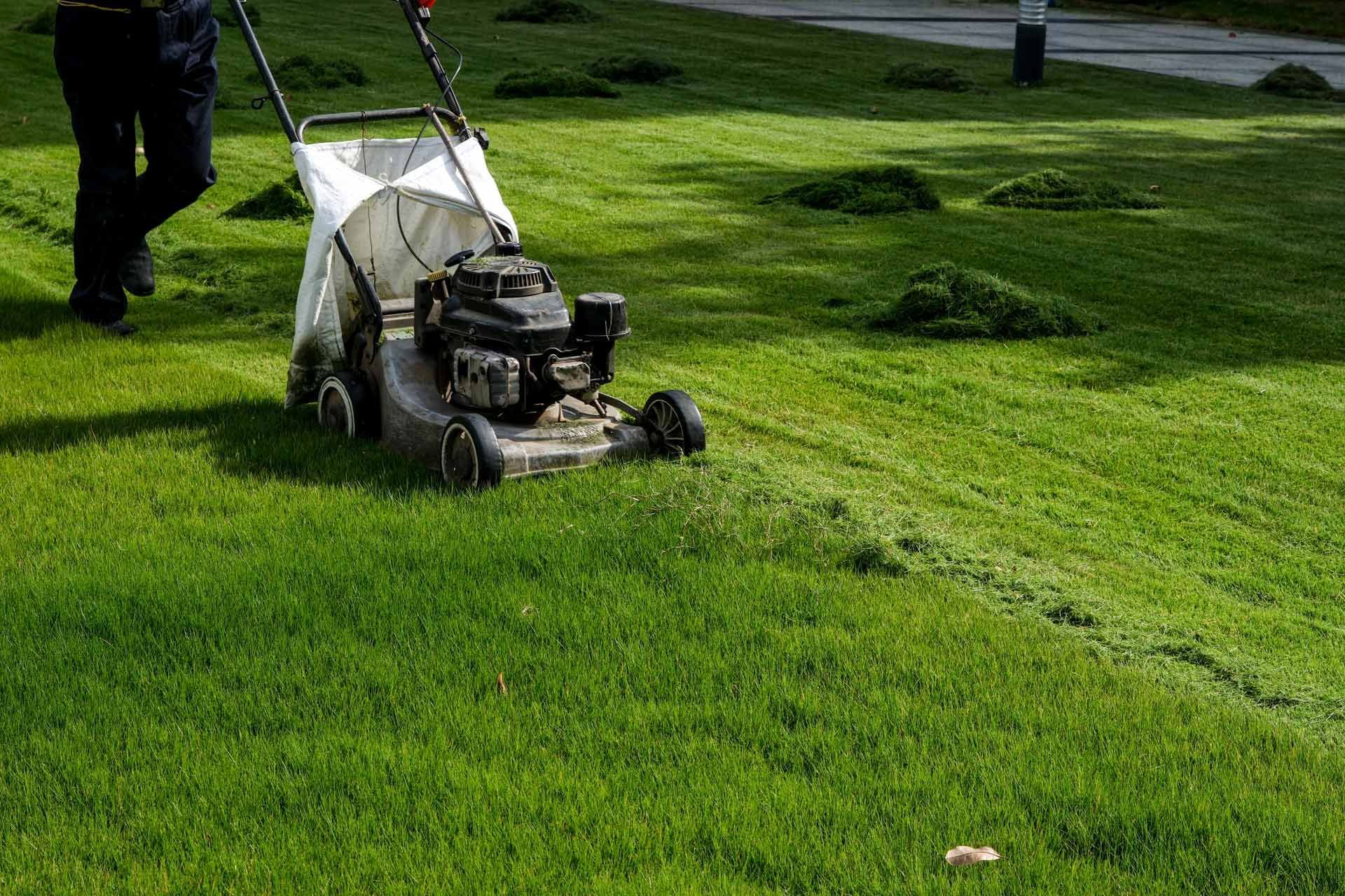 Person mowing a green lawn with a gas-powered lawnmower. Cut grass in the bag and piles on the ground.