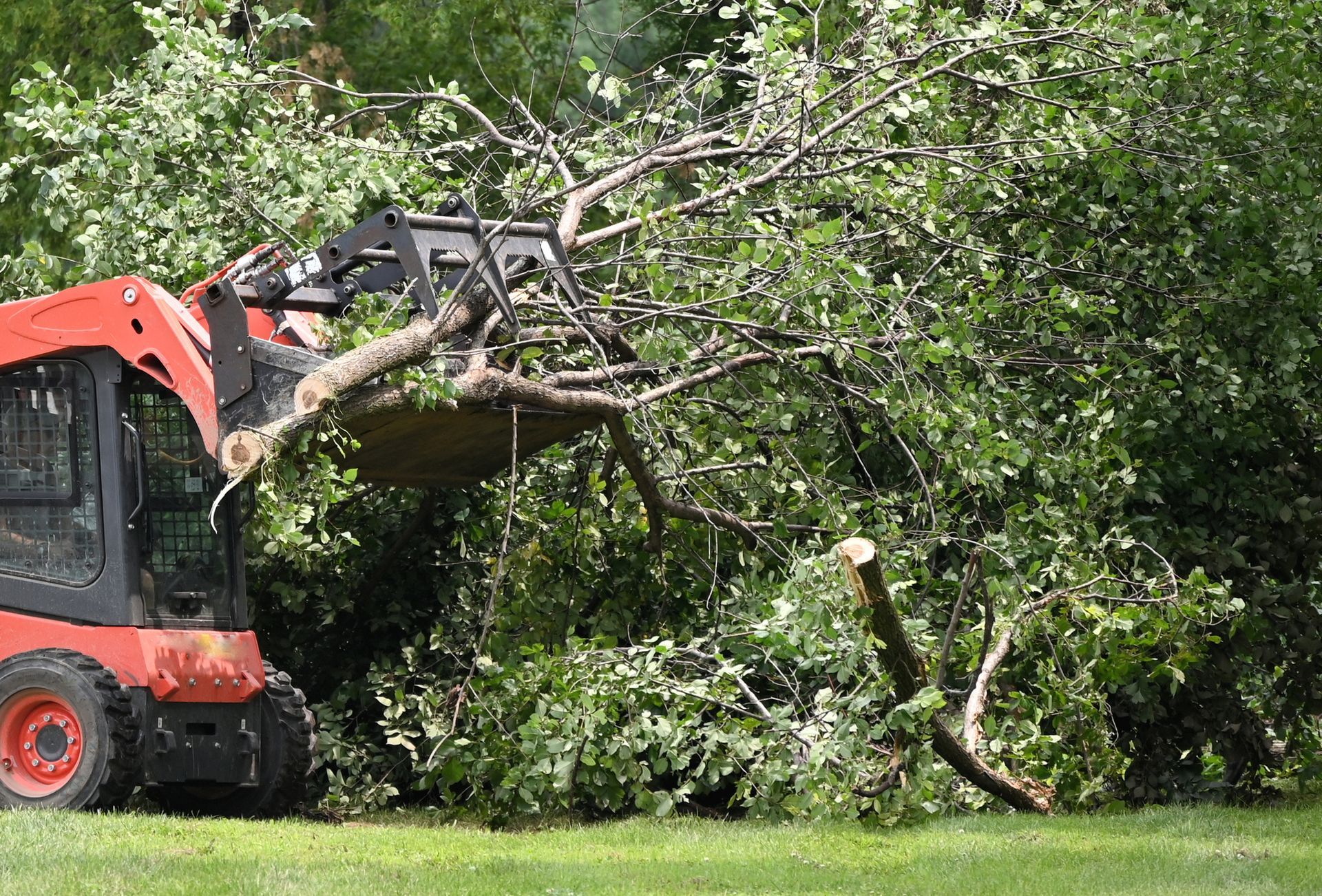 Red skid steer loader holding tree branches and leaves. Red skid steer loader holding tree branches and leaves.