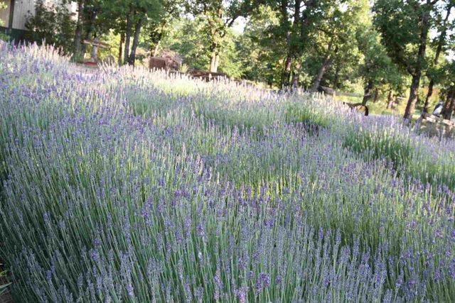 Lavender Plants Sale - Illinois  Lavender & Honey Creek Farm, Ltd.