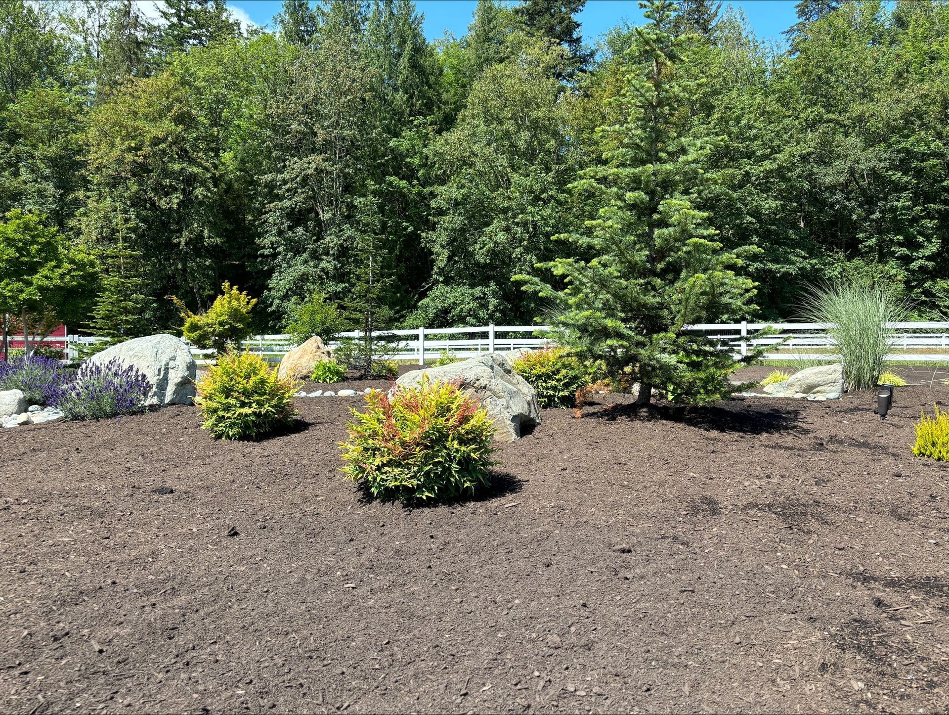 A person is spreading mulch in a garden next to a bunch of yellow flowers.