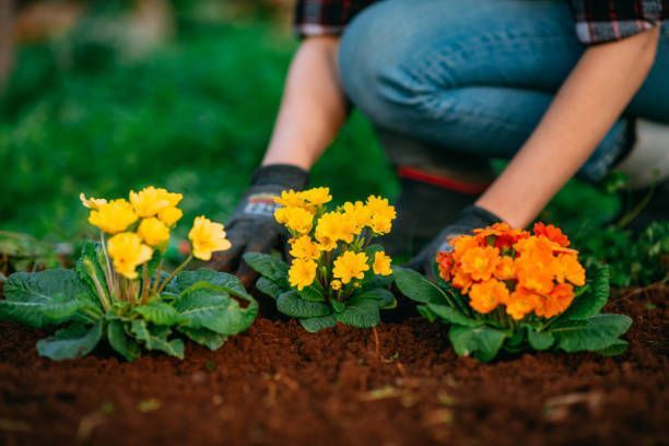 A person is planting flowers in a garden.