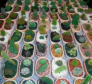 Venta de plantas