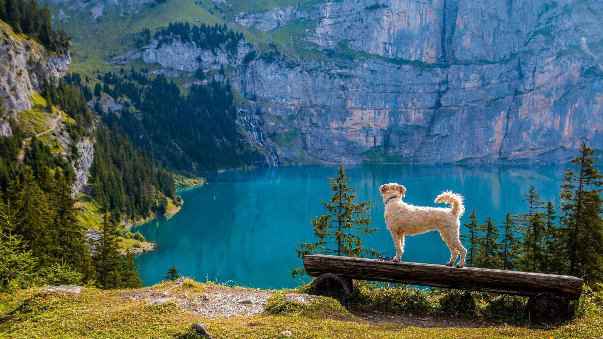 Dog stands proudly on a log bench overlooking a turquoise lake and cliffs in a mountainous landscape.