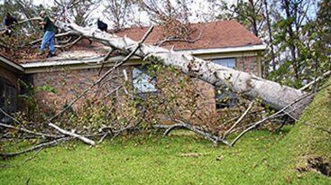 Tree on the House - Tree Removal in Rogersville, AL