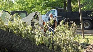 Tree Clutter - Tree Removal in Rogersville, AL