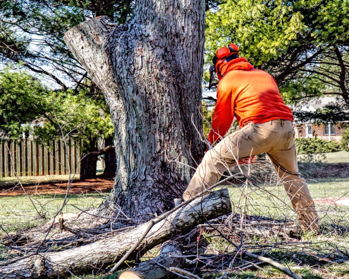 Person wearing orange safety gear, cutting a large tree trunk with a chainsaw in a grassy yard.