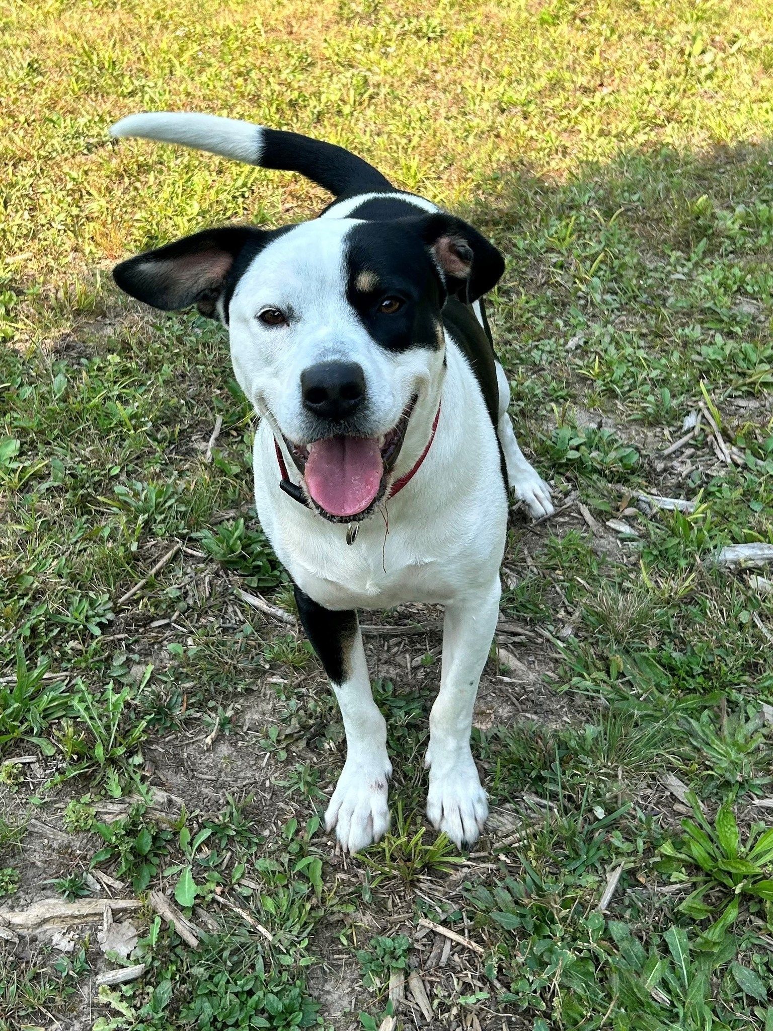 A tan, happy dog sits on a navy blue blanket featuring white elephant patterns, surrounded by toys near colorful bins.