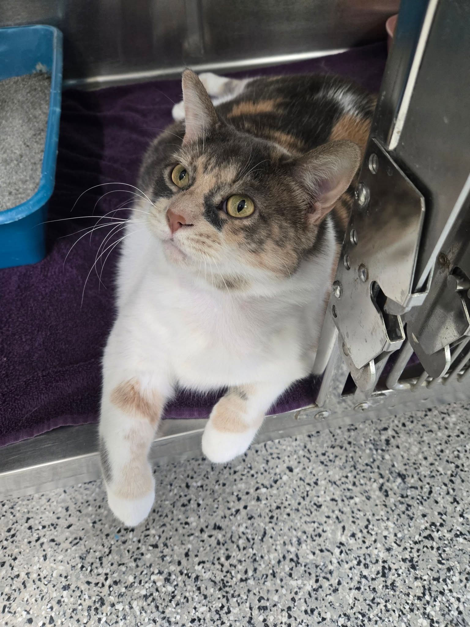 A calico cat with white, brown, and black fur rests on a purple mat inside a metal kennel.