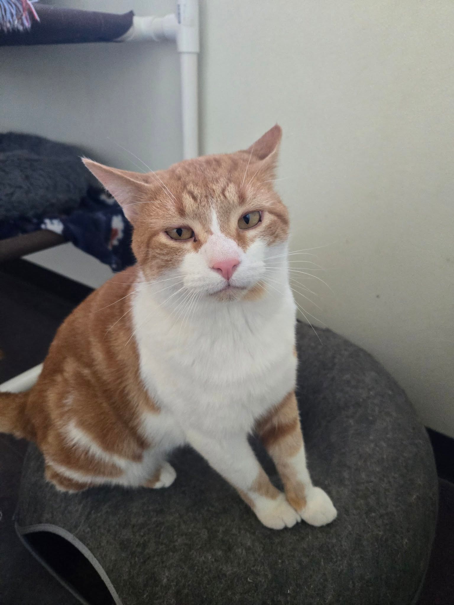 A tabby cat looks up at the camera while standing on a blue and yellow tiled floor near a food bowl.