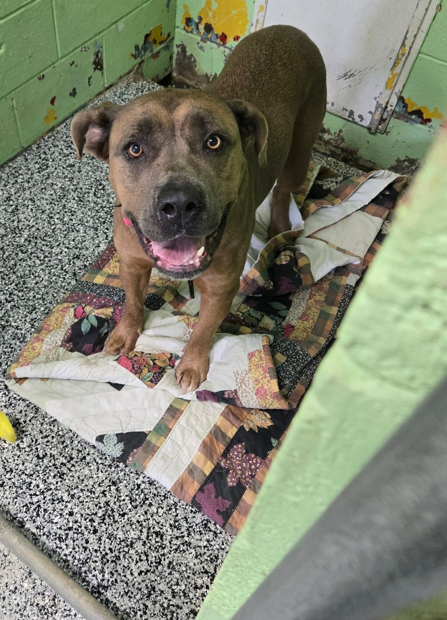 A tan, happy dog sits on a navy blue blanket featuring white elephant patterns, surrounded by toys near colorful bins.