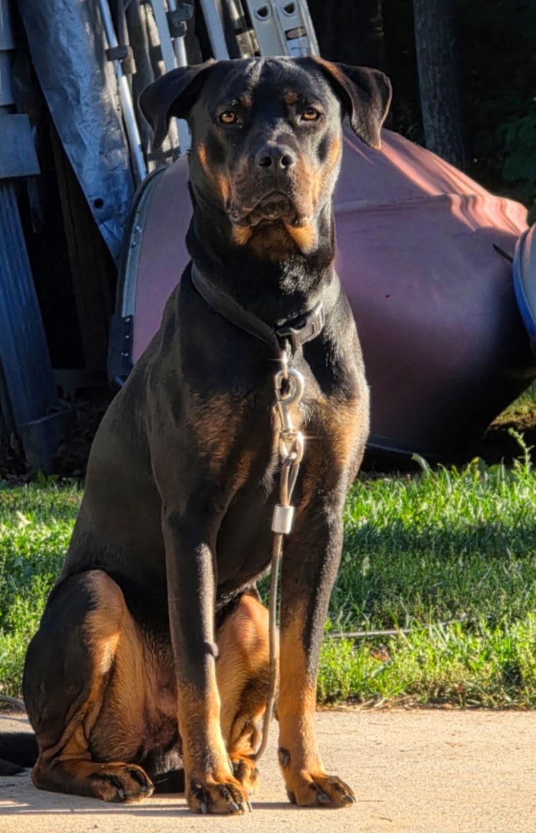 A black and tan dog with a serious expression sits on a paved surface outdoors, wearing a collar and leash.