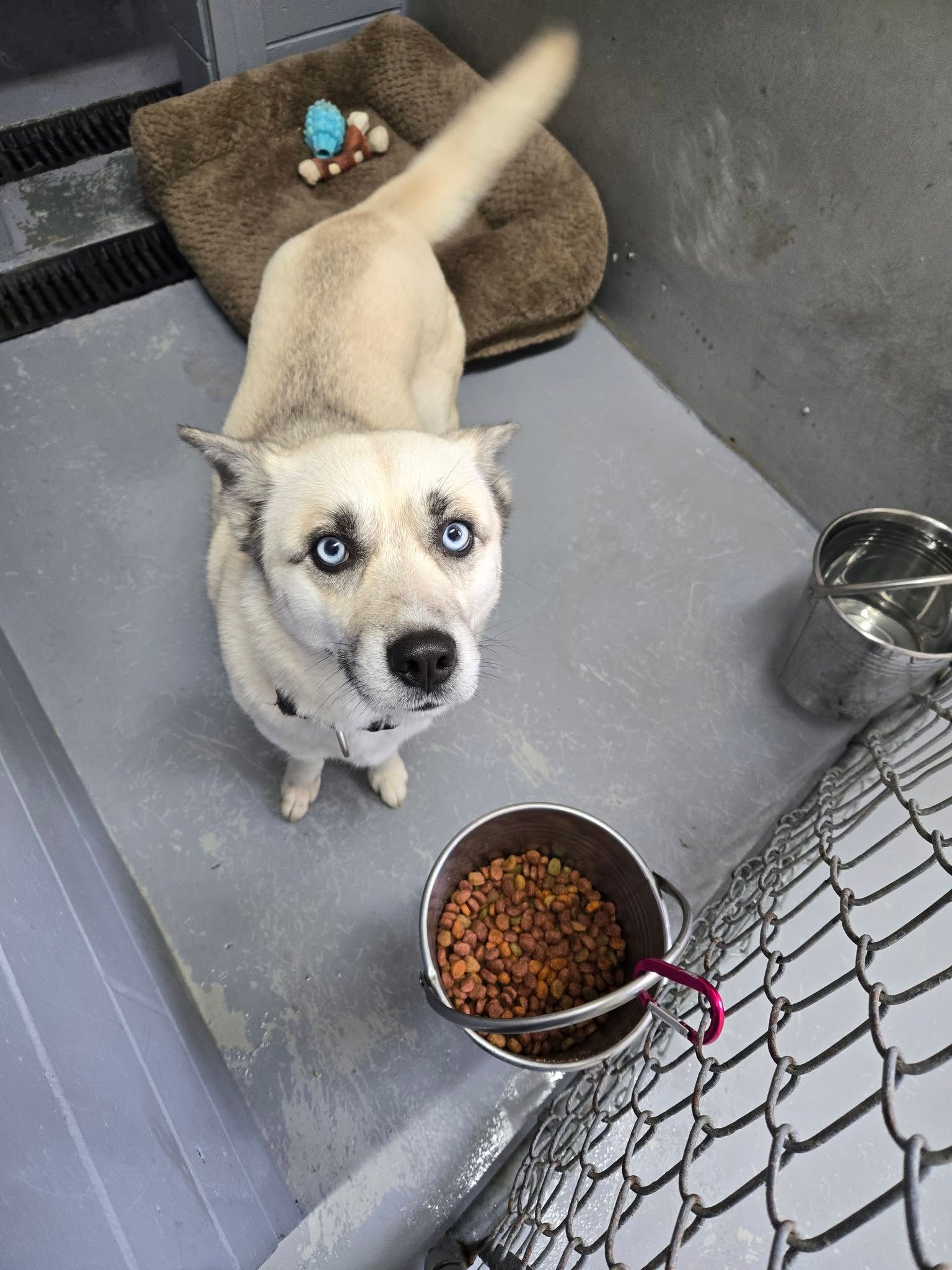 A tabby cat looks up at the camera while standing on a blue and yellow tiled floor near a food bowl.