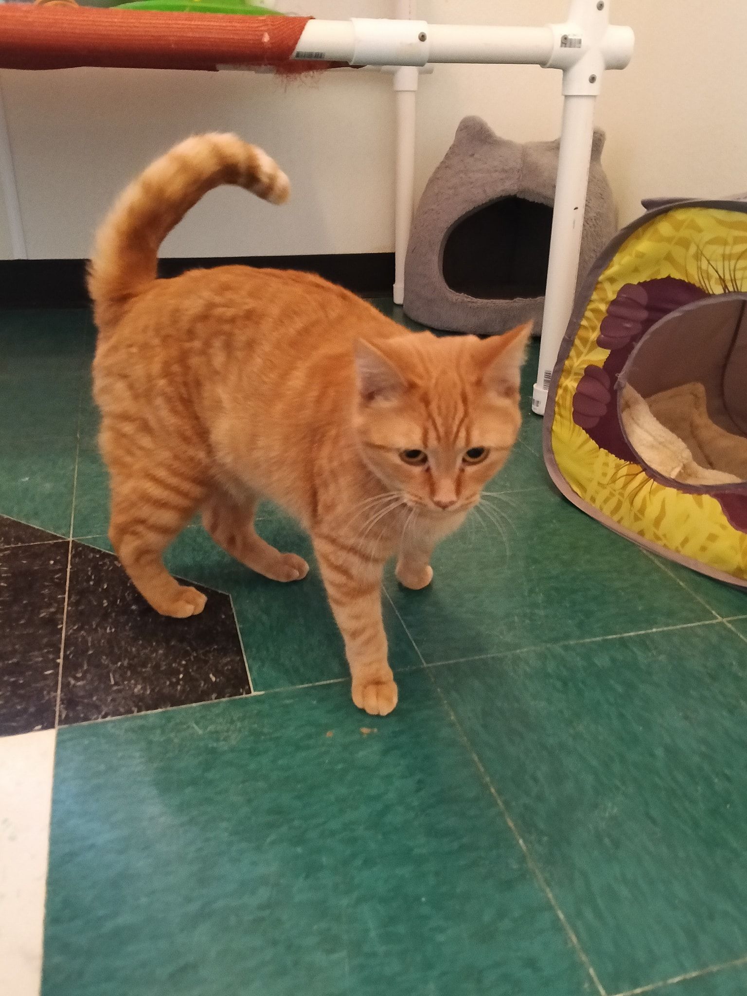 A tan, happy dog sits on a navy blue blanket featuring white elephant patterns, surrounded by toys near colorful bins.