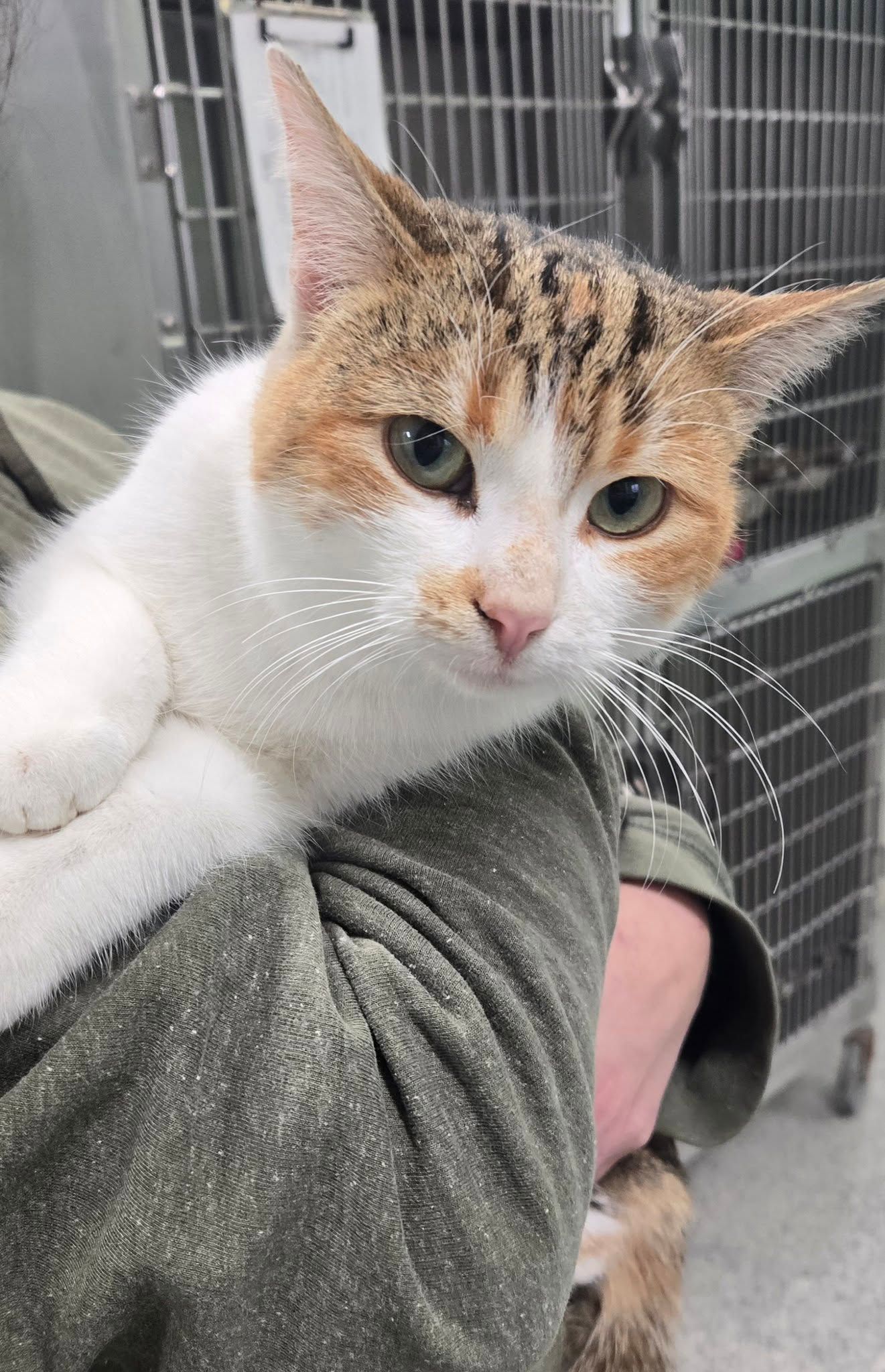 A person in a green shirt holds a calico cat with white, orange, and tabby markings in a kennel setting.