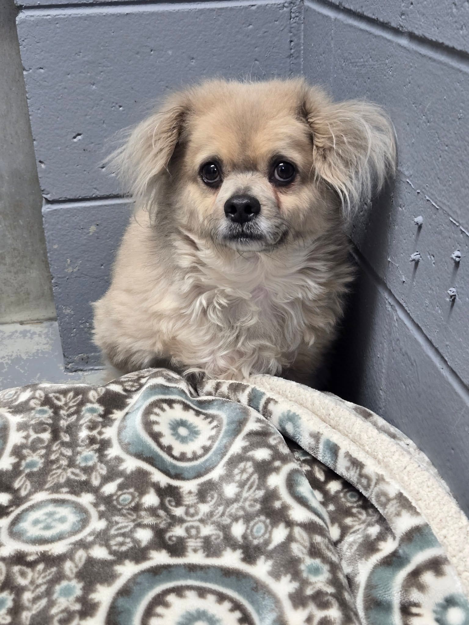 A light-tan dog with long, soft ears sits in the corner of a grey room behind a patterned blanket.