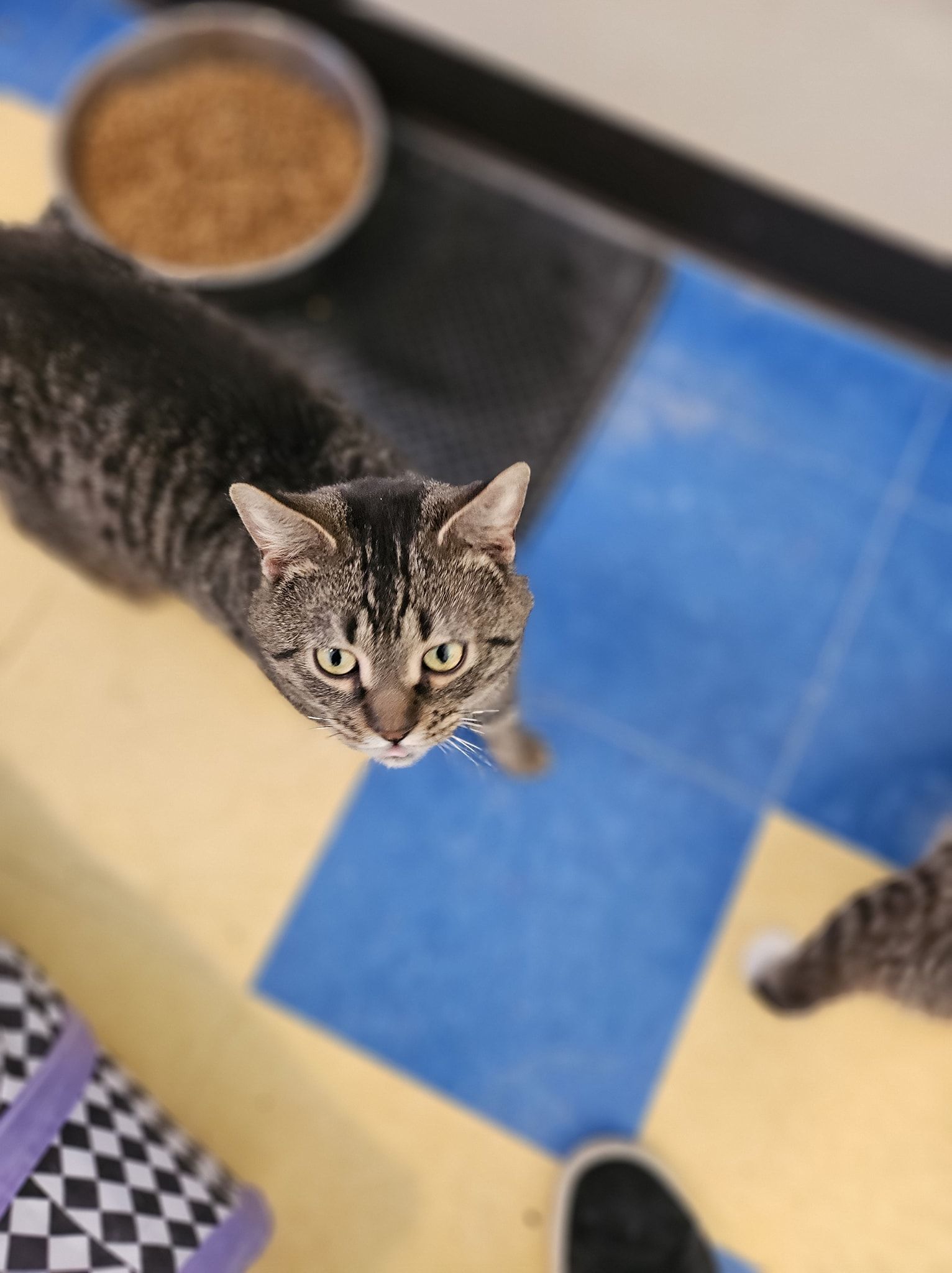 A tabby cat looks up at the camera while standing on a blue and yellow tiled floor near a food bowl.