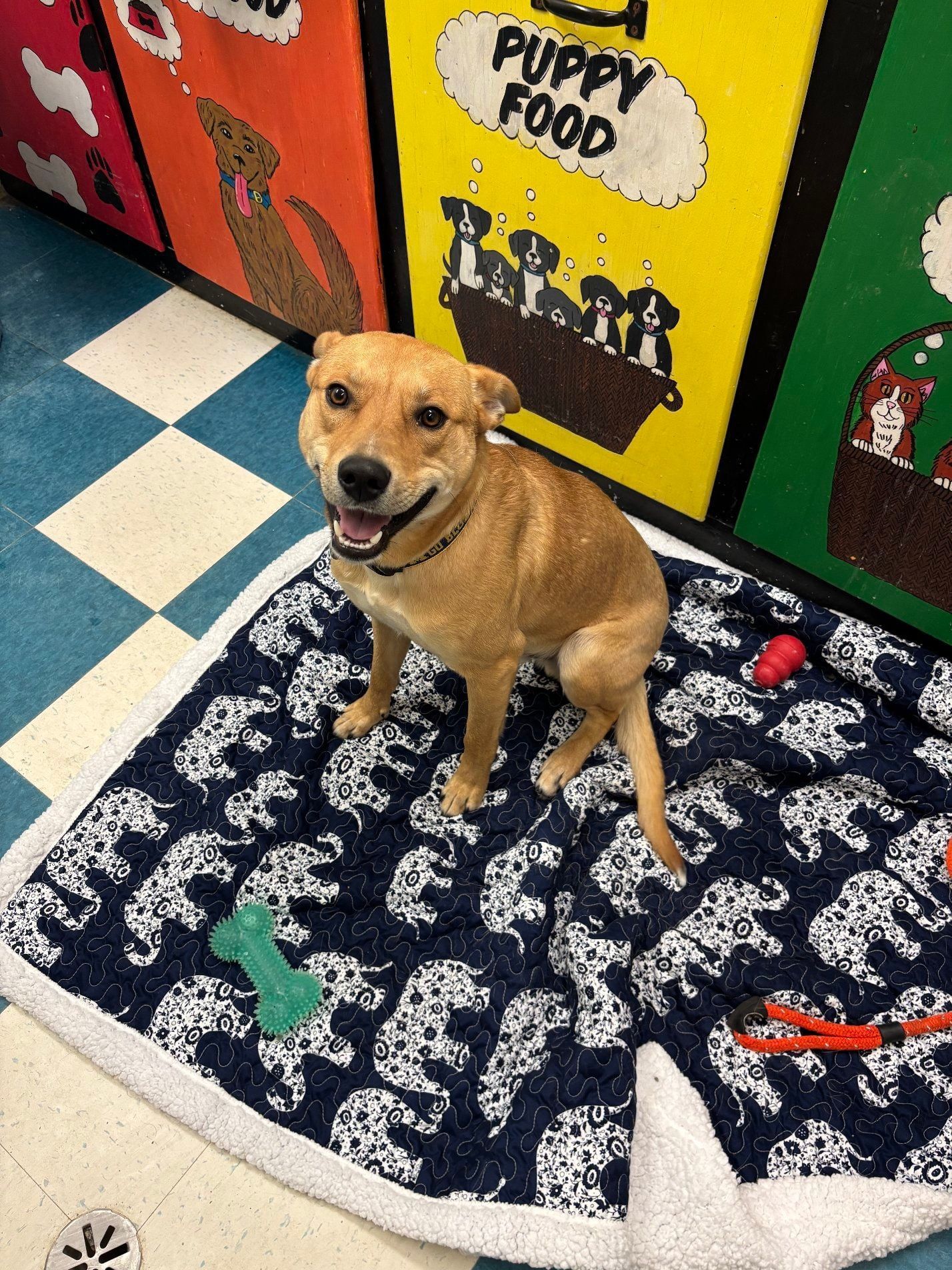 A tan, happy dog sits on a navy blue blanket featuring white elephant patterns, surrounded by toys near colorful bins.