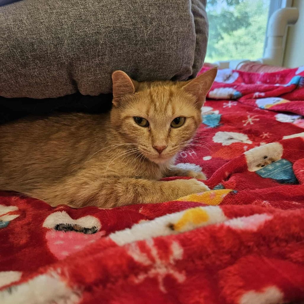 An orange tabby cat rests on a red Christmas-themed blanket, tucked under a grey pillow.