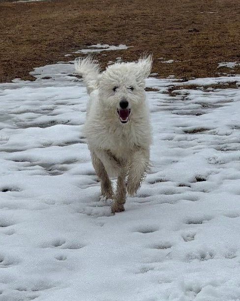 A fluffy white dog with a happy expression runs across a snowy field toward the camera.
