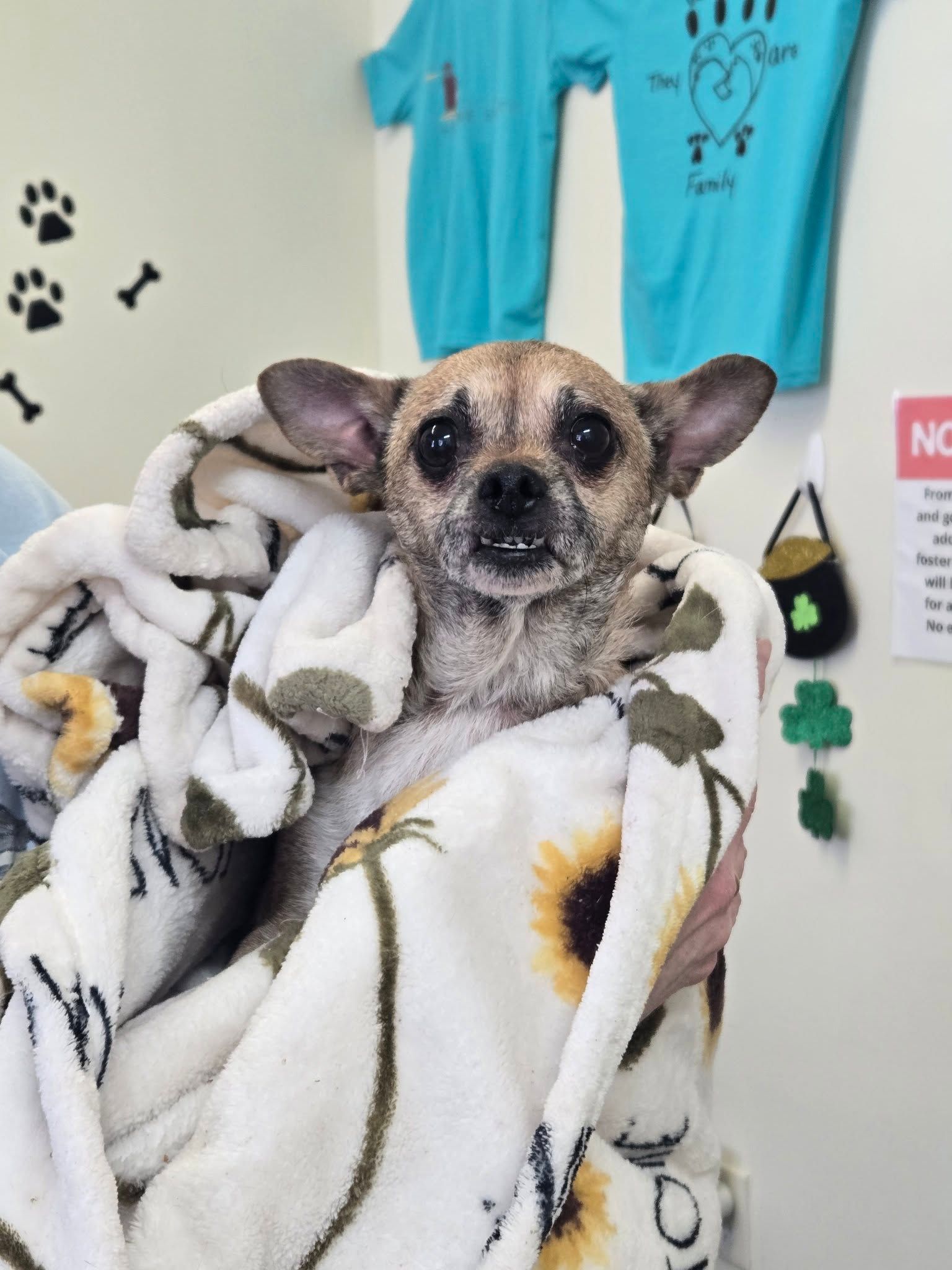 A tan, happy dog sits on a navy blue blanket featuring white elephant patterns, surrounded by toys near colorful bins.