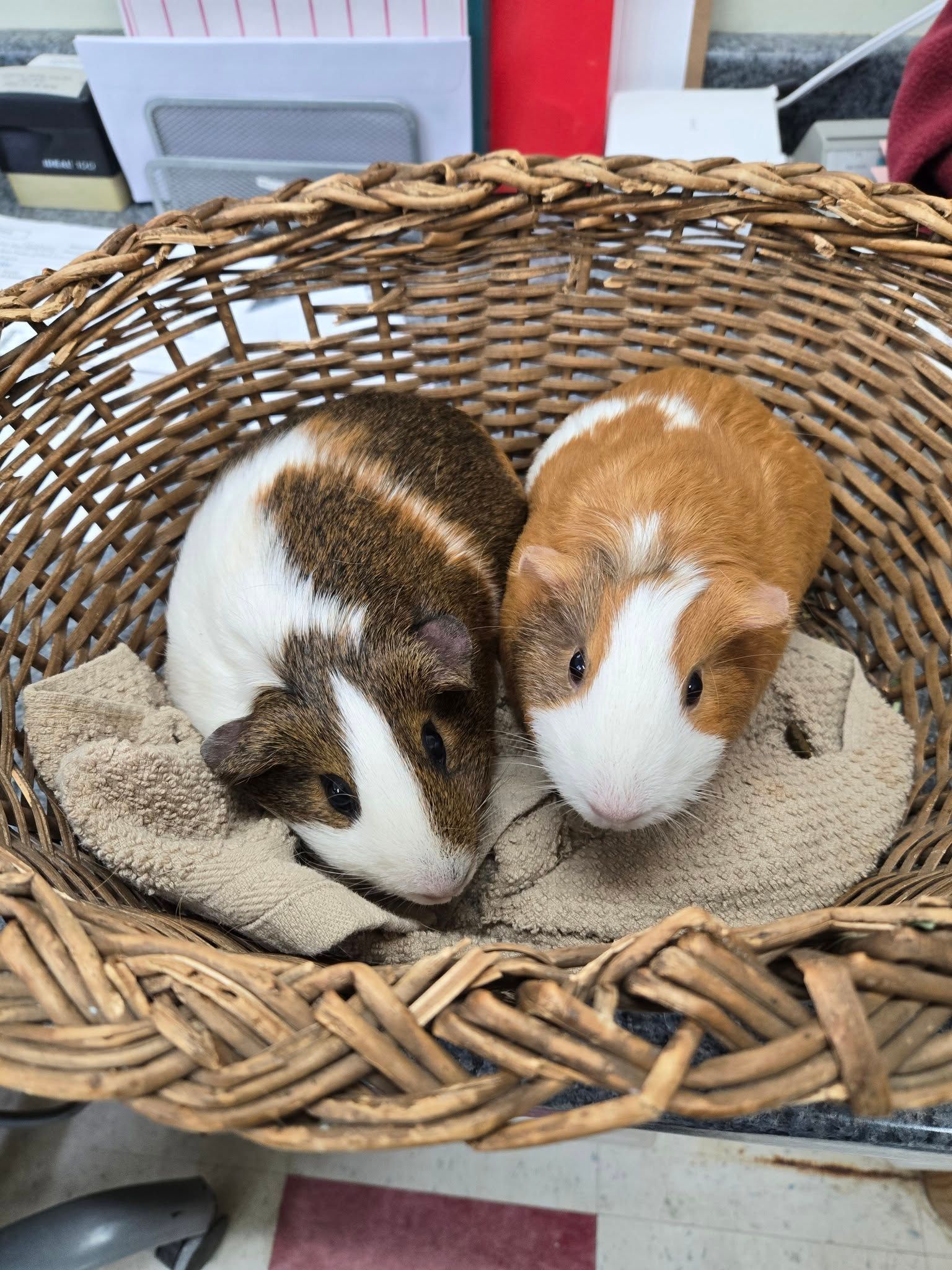 A tabby cat looks up at the camera while standing on a blue and yellow tiled floor near a food bowl.