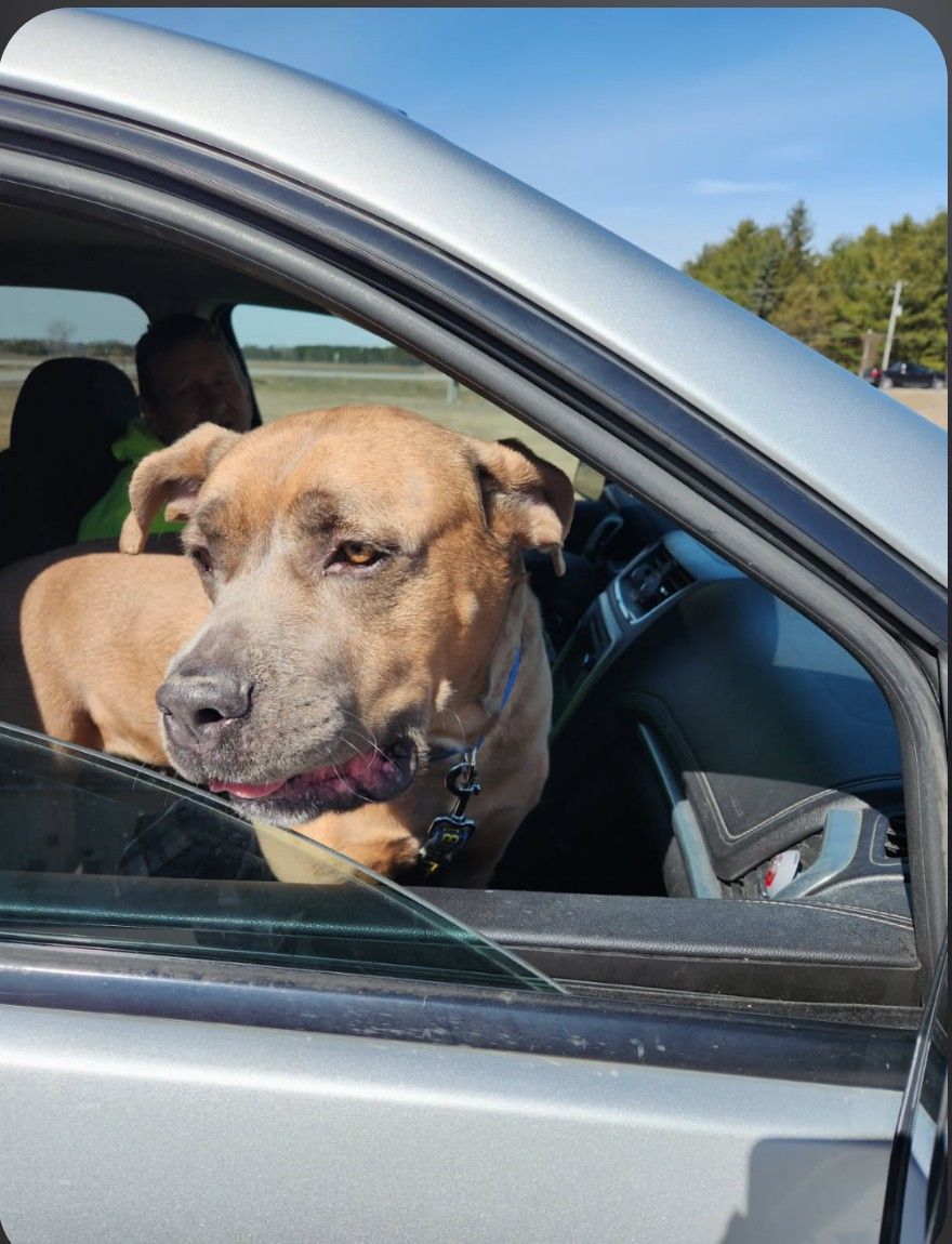 A tabby cat looks up at the camera while standing on a blue and yellow tiled floor near a food bowl.