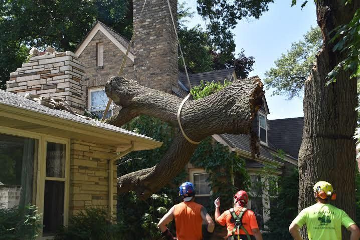 Tree being lifted by ropes over a house; three tree service workers watch. Blue sky.