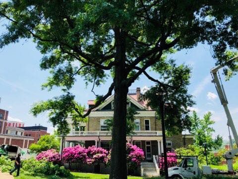 A man is standing in front of a white truck giving a thumbs up - Smithfield, PA - Frey Tree Specialist