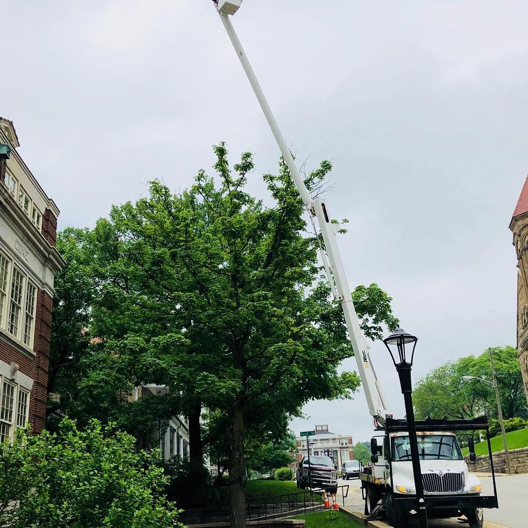 Bucket truck servicing a street light next to a tree and building on a cloudy day.