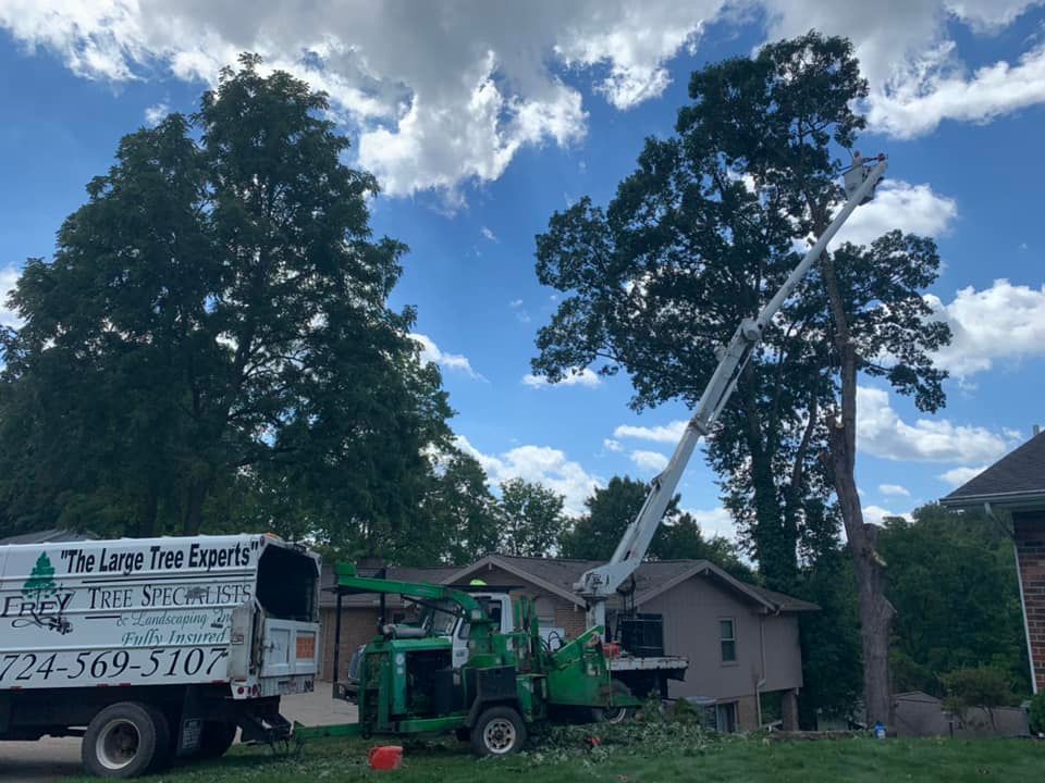 Tree removal in progress: A bucket truck trims branches. Green chipper, white truck, blue sky.