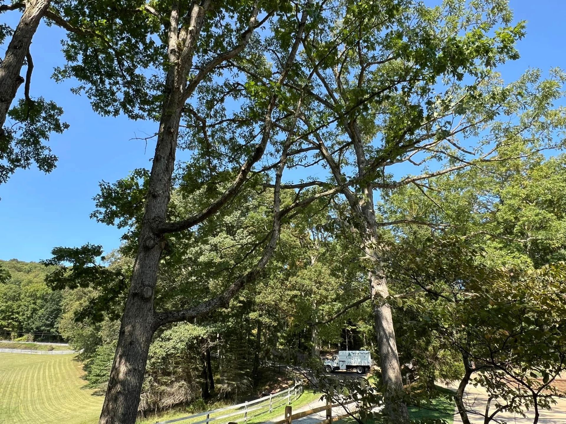 Tall trees with green leaves against a blue sky, partially obscuring a road and field.