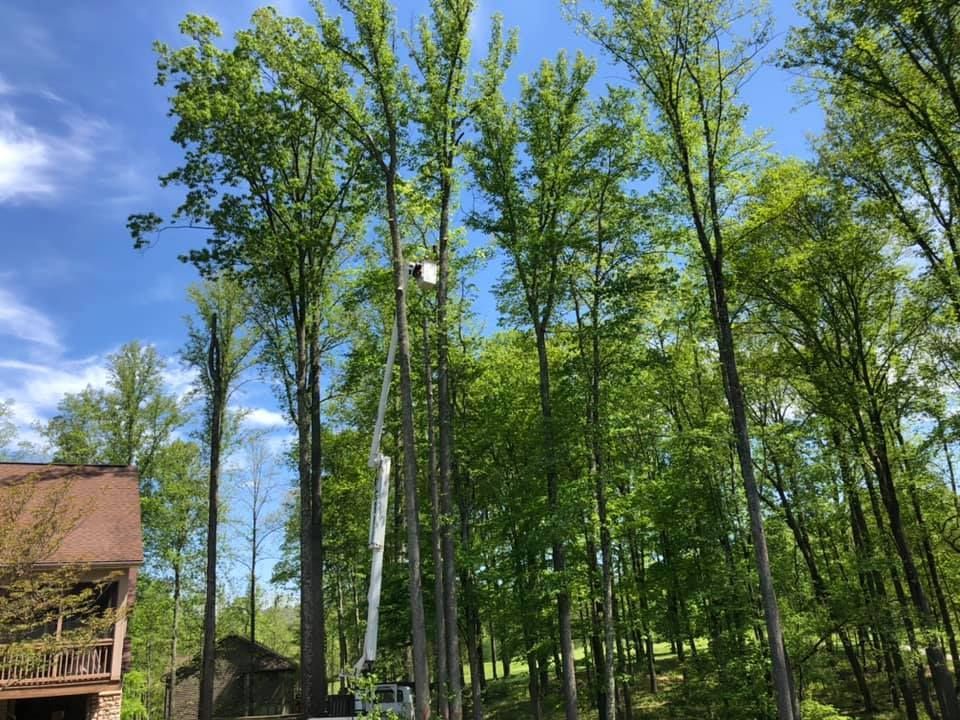 Tall trees being trimmed by a lift, against a bright blue sky.
