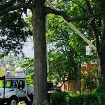 Tree trimming with a truck and a boom lift. Green trees and foliage with a clear sky in the background.