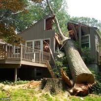Fallen tree against a house; significant damage to the roof and deck area.