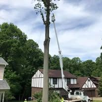 Tree being trimmed by a truck-mounted lift in front of a house on a cloudy day.