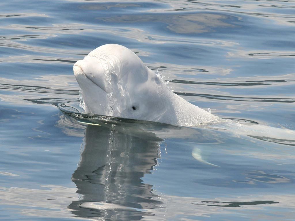 Beluga Whale in the St Lawrence