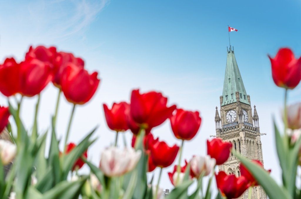 Tulips on Parliament Hill