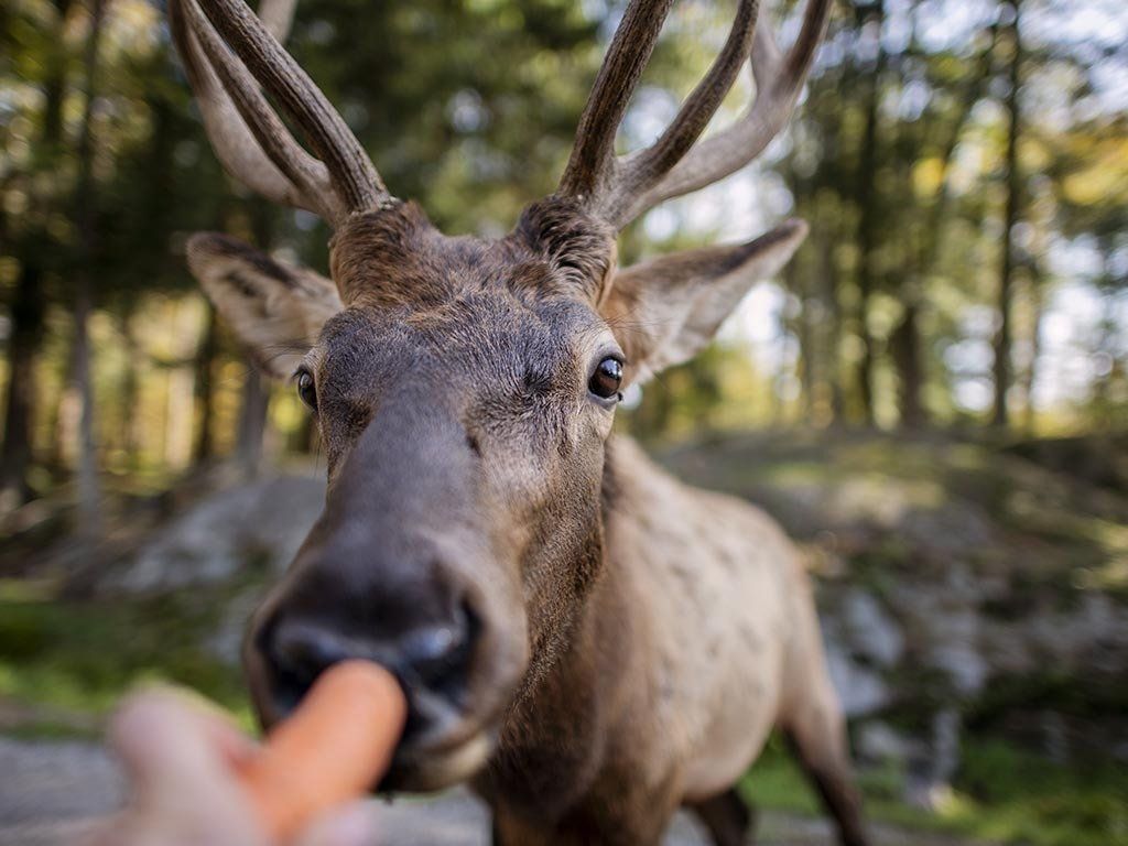 Deer in Parc Omaga Quebec