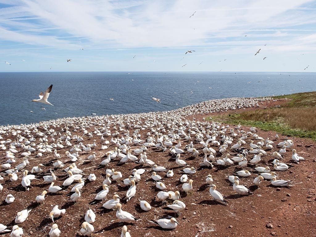 Northern Gannet Colony, Quebec