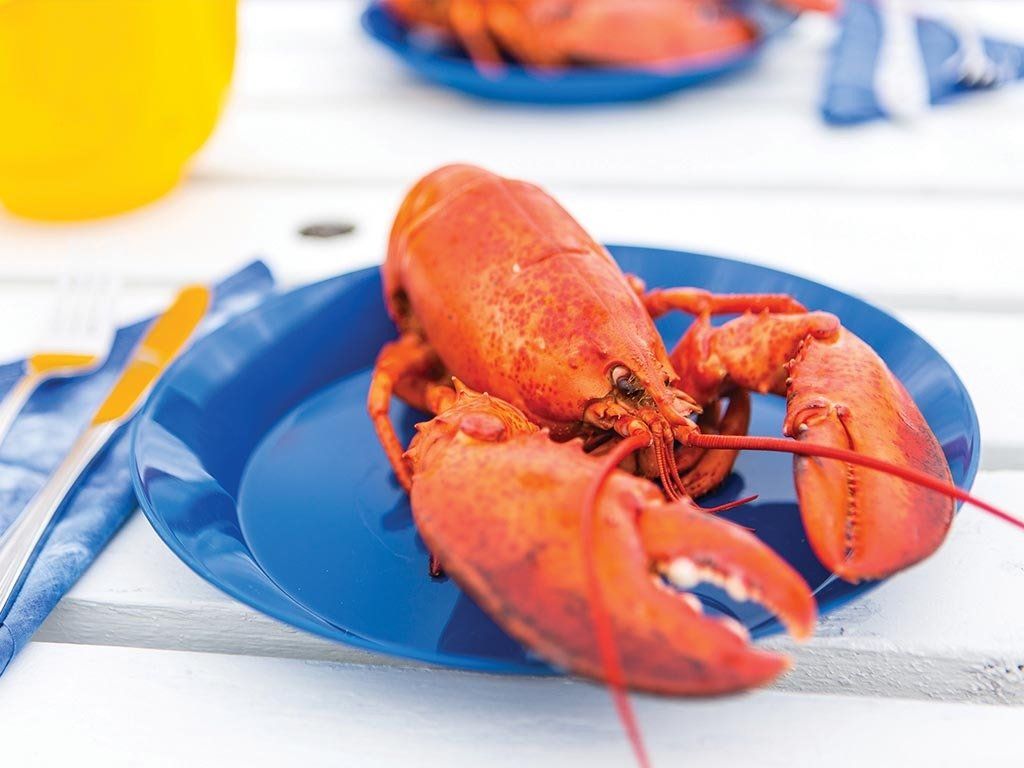 Fresh Lobster in New Brunswick