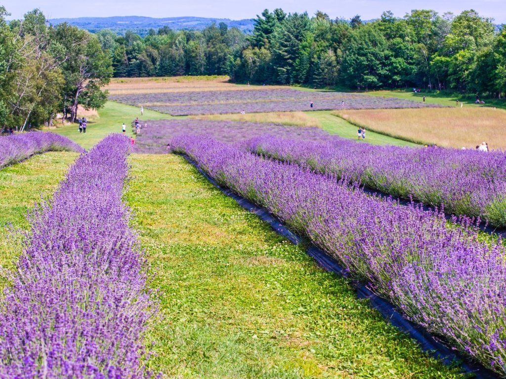Lavender fields at Bleu Lavande