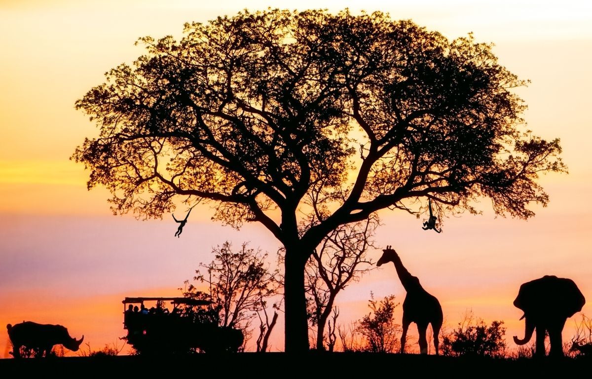 Sunrise safari in Kruger National Park