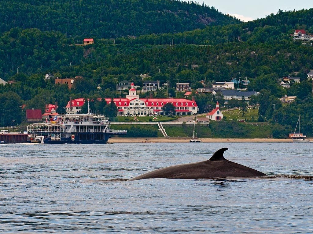 Whale breeching in Tadoussac. St Lawrence River