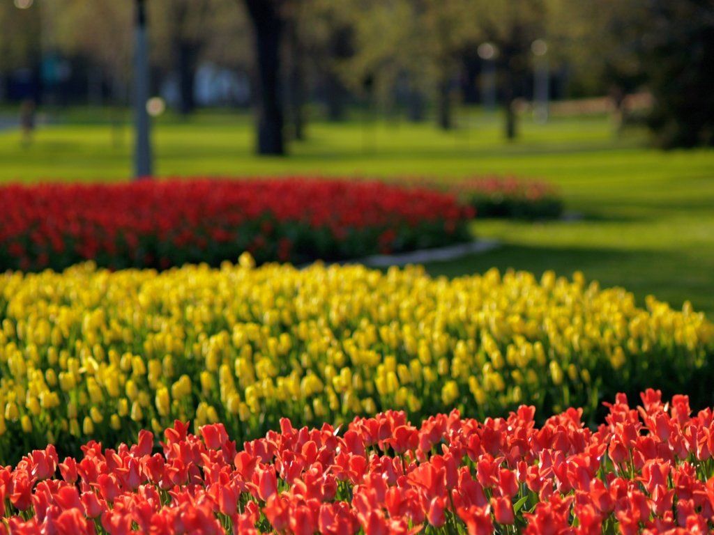 Park Plantings during Tulip Festival